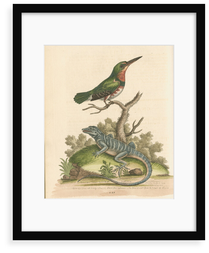 'The Little Green and Orange-coloured King-Fisher; and the Blue Lizard' by George Edwards