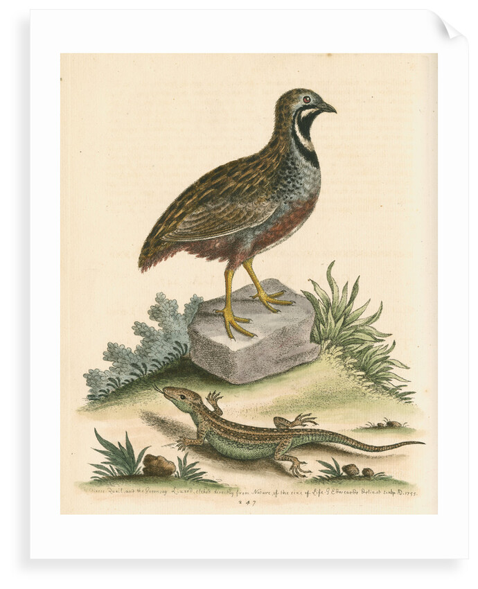 'The Chinese Quail and the Guernsey Lizard' by George Edwards