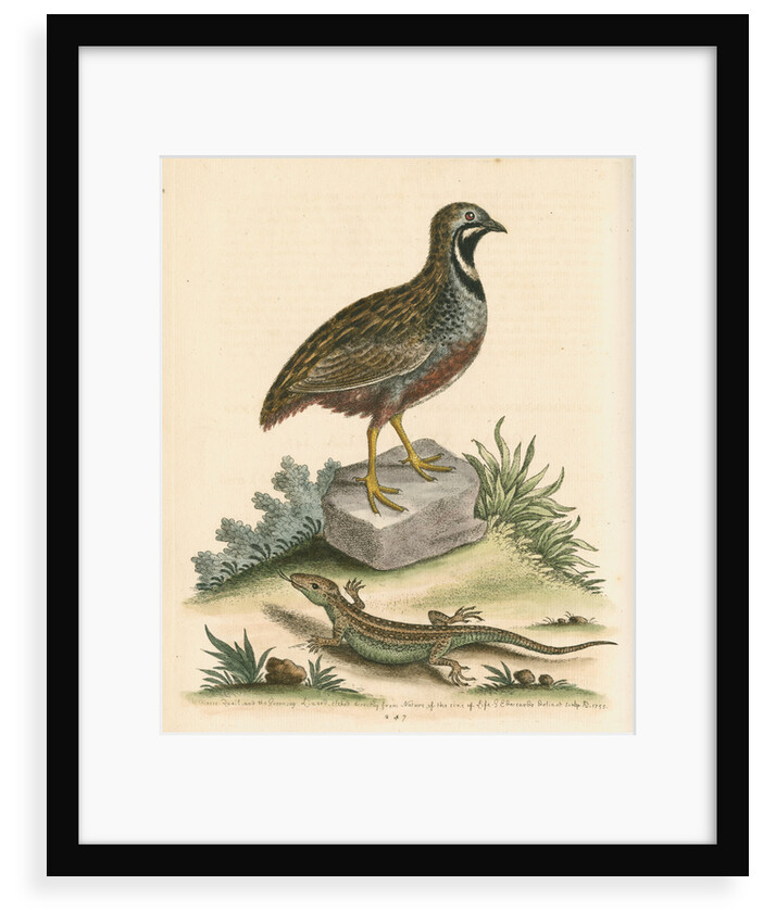 'The Chinese Quail and the Guernsey Lizard' by George Edwards