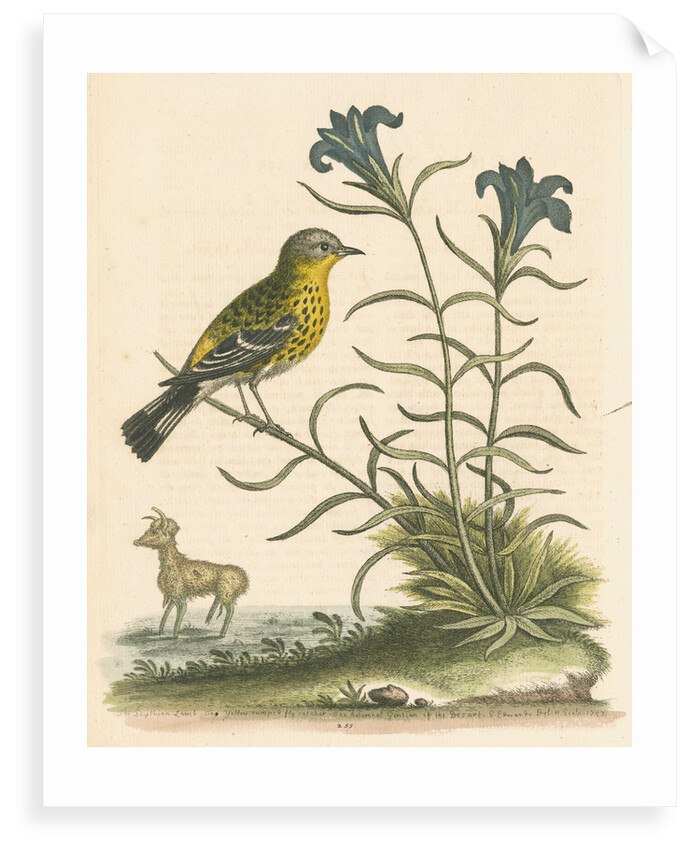 'The Yellow-rumped Fly-catcher, and the Gentian of the Desert' by George Edwards