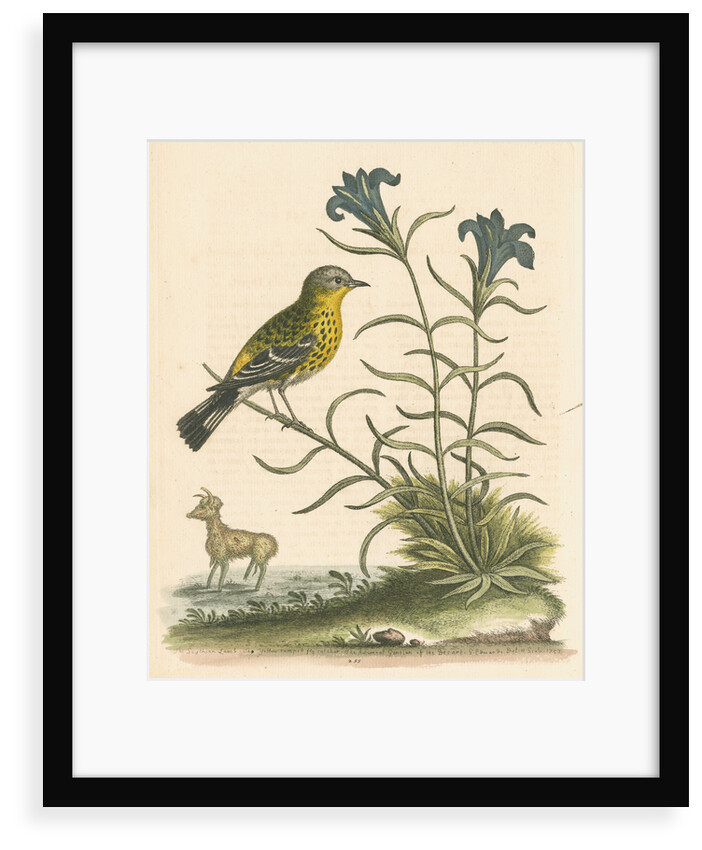 'The Yellow-rumped Fly-catcher, and the Gentian of the Desert' by George Edwards