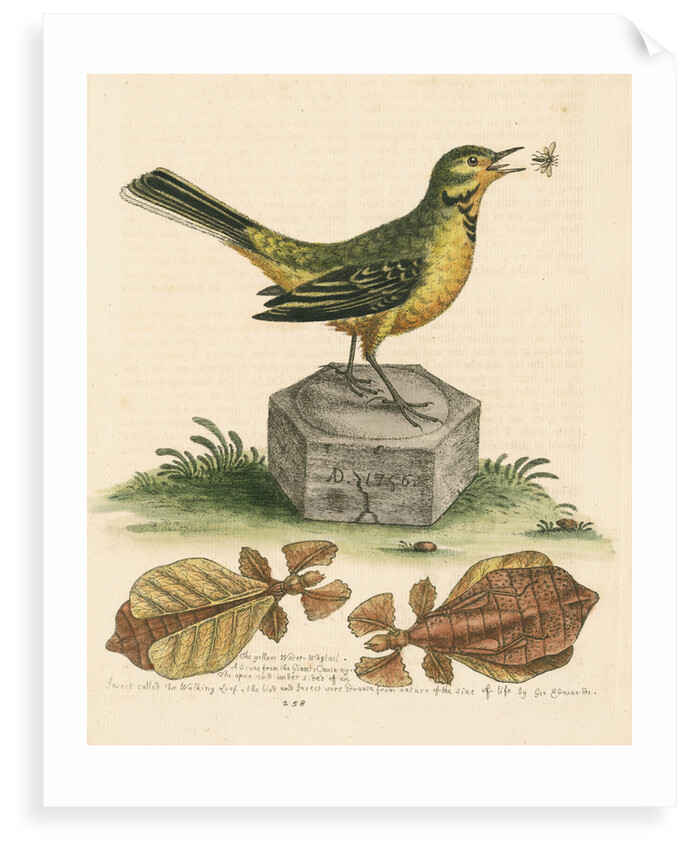 'The Yellow Water-wagtail, the Walking Leaf, &c.' by George Edwards