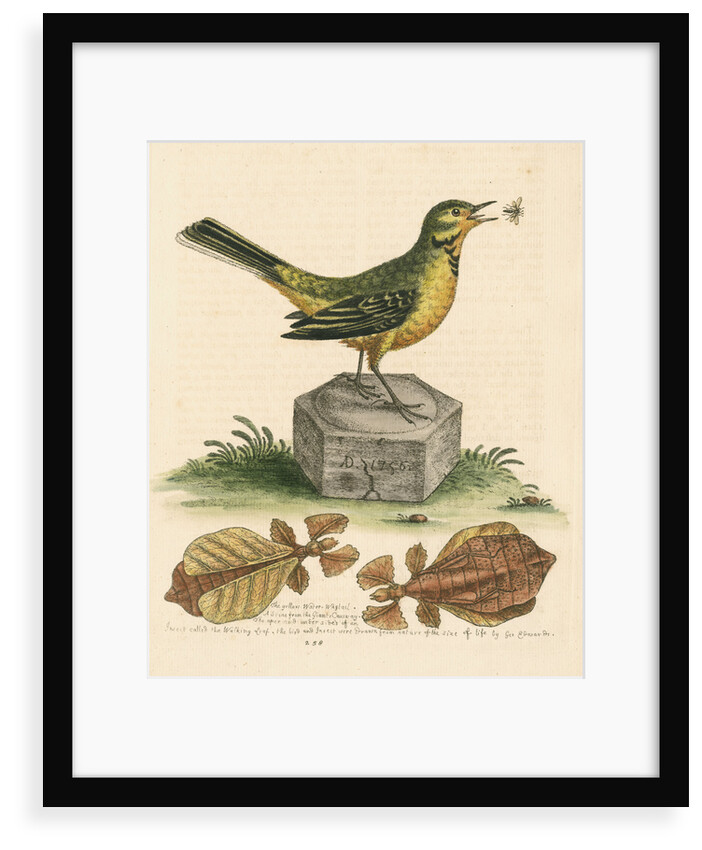 'The Yellow Water-wagtail, the Walking Leaf, &c.' by George Edwards