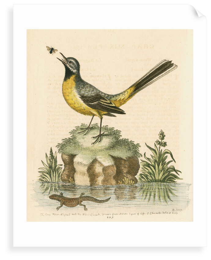 'The Grey Water-wagtail, and the Water-Lizard' by George Edwards