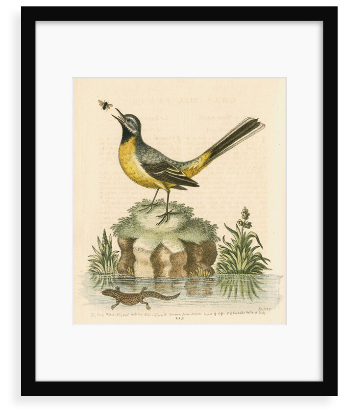 'The Grey Water-wagtail, and the Water-Lizard' by George Edwards