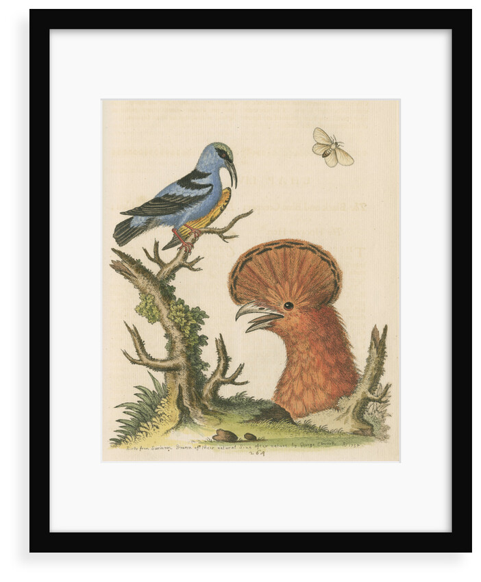 'The Black and Blue Creeper; and the Hoopoe Hen' by George Edwards