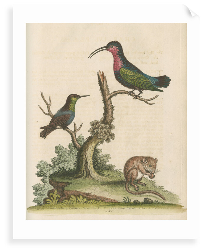 'The Red-breasted Humming Bird, the Green-throated Humming Bird, and the Dormouse' by George Edwards