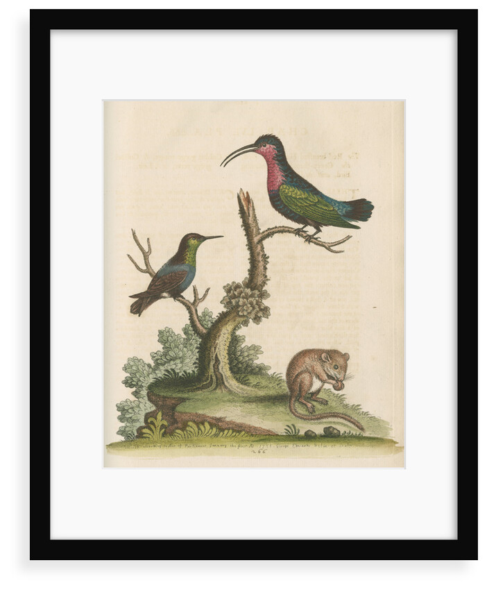 'The Red-breasted Humming Bird, the Green-throated Humming Bird, and the Dormouse' by George Edwards