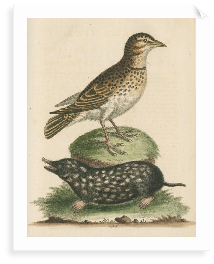 'The Calandra; and the Spotted Mole' by George Edwards