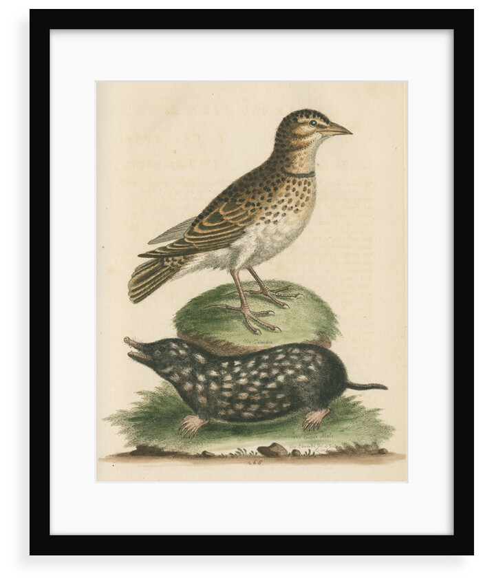 'The Calandra; and the Spotted Mole' by George Edwards