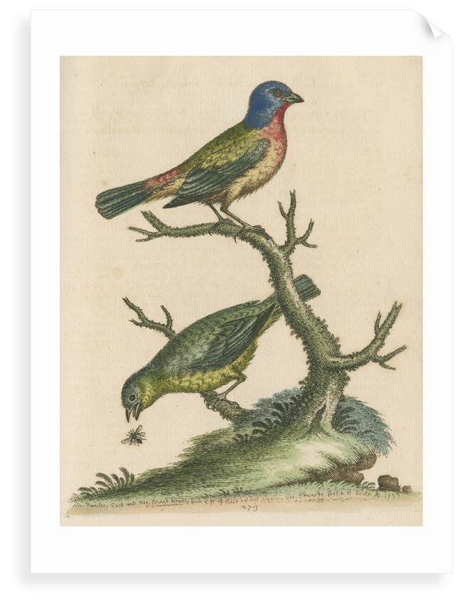 'The Painted Finch, Cock and Hen' [Painted bunting] by George Edwards
