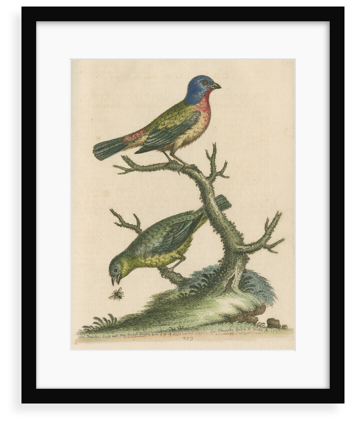 'The Painted Finch, Cock and Hen' [Painted bunting] by George Edwards