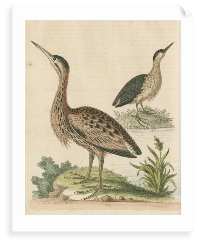 'The Little Brown Bittern' by George Edwards