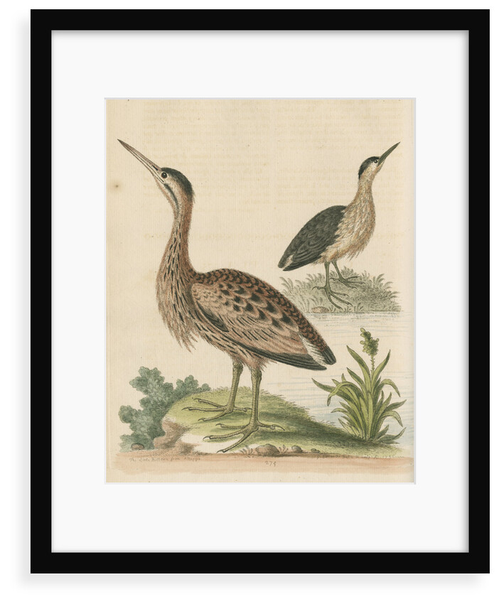 'The Little Brown Bittern' by George Edwards