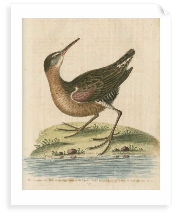 'The American Water-Rail' [Virginia rail] by George Edwards