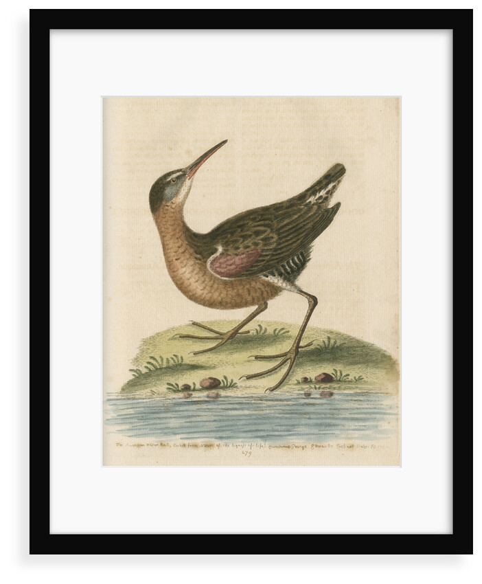 'The American Water-Rail' [Virginia rail] by George Edwards