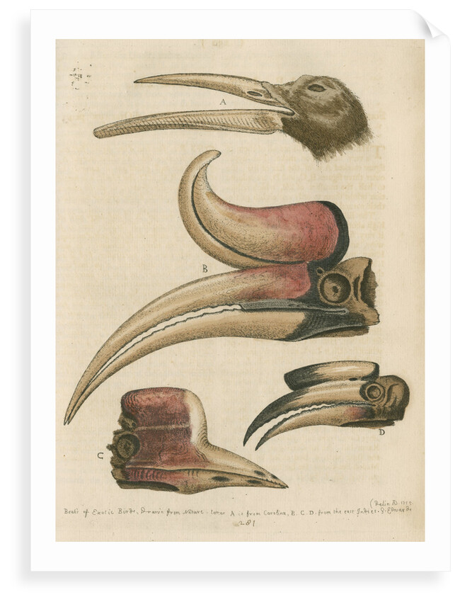 'Four curious Beaks of Birds, but little known' by George Edwards
