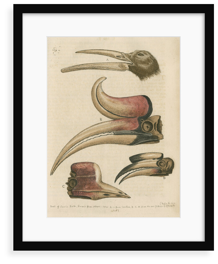'Four curious Beaks of Birds, but little known' by George Edwards