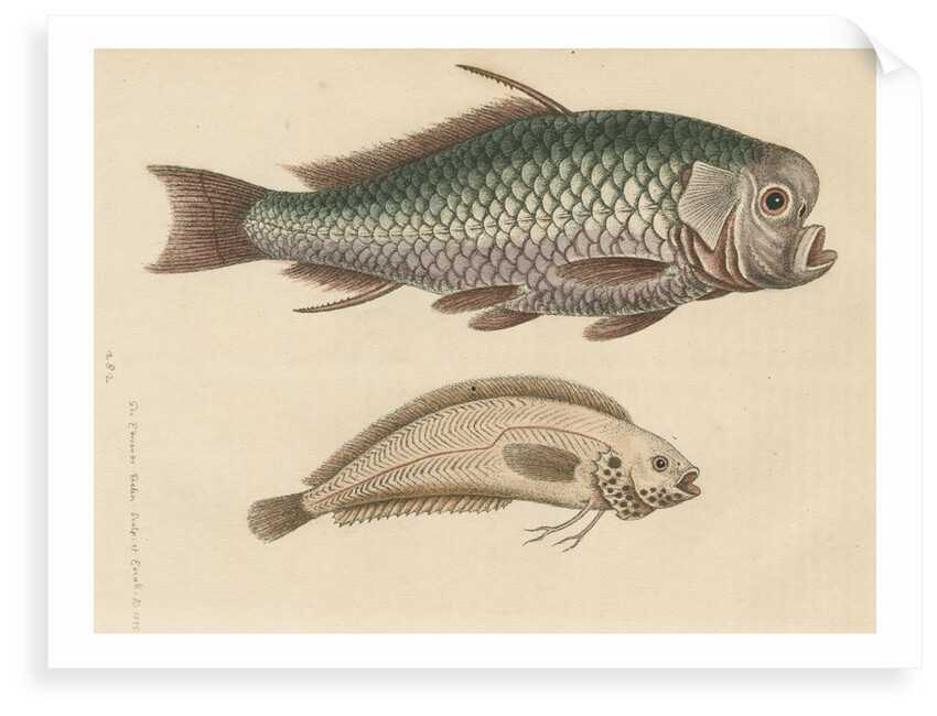 'The Spur-Fish; and the Indian Gattorugina' by George Edwards