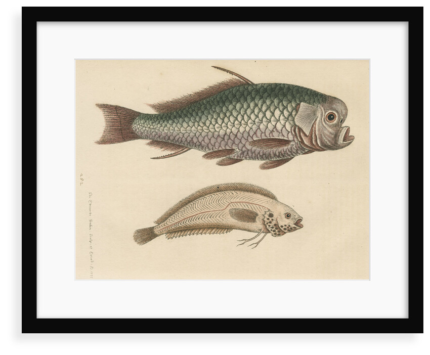 'The Spur-Fish; and the Indian Gattorugina' by George Edwards