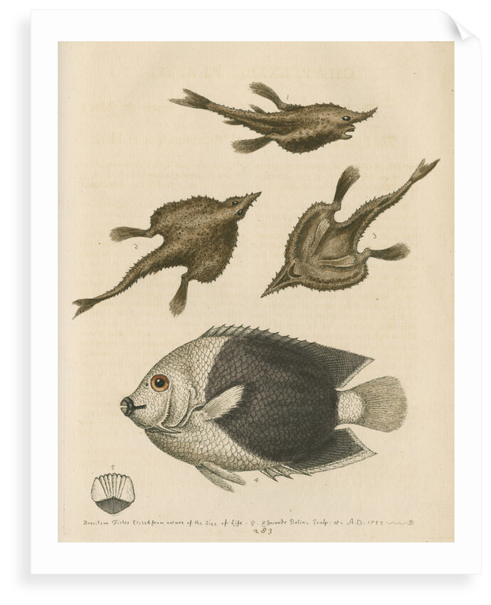 'The Sea-Bat; and the Pyed Acarauna' by George Edwards