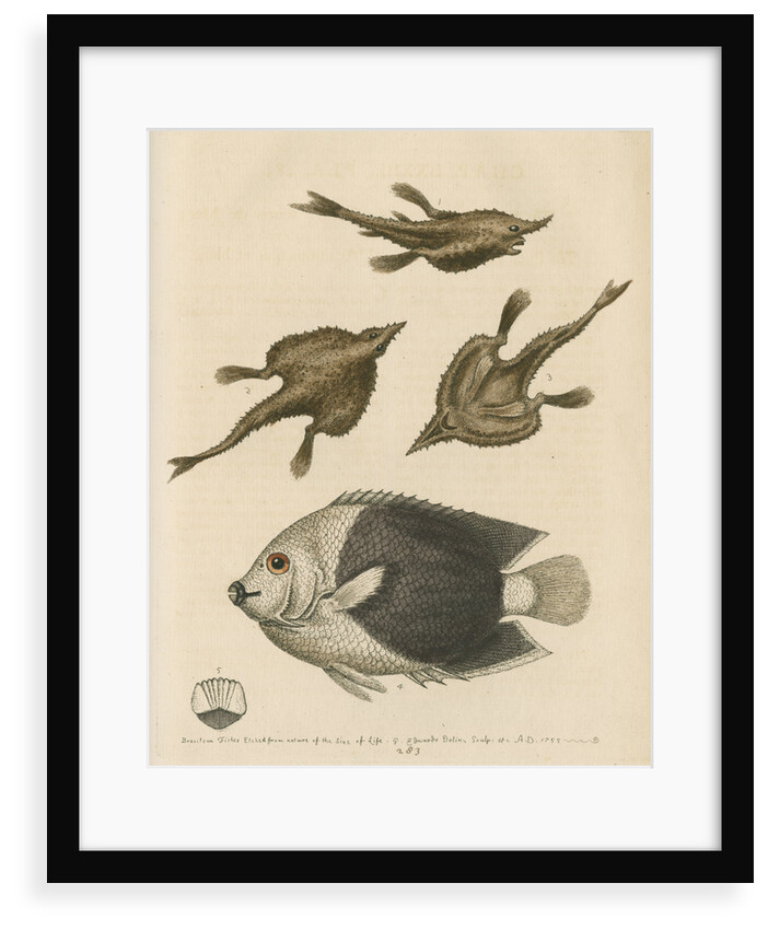 'The Sea-Bat; and the Pyed Acarauna' by George Edwards