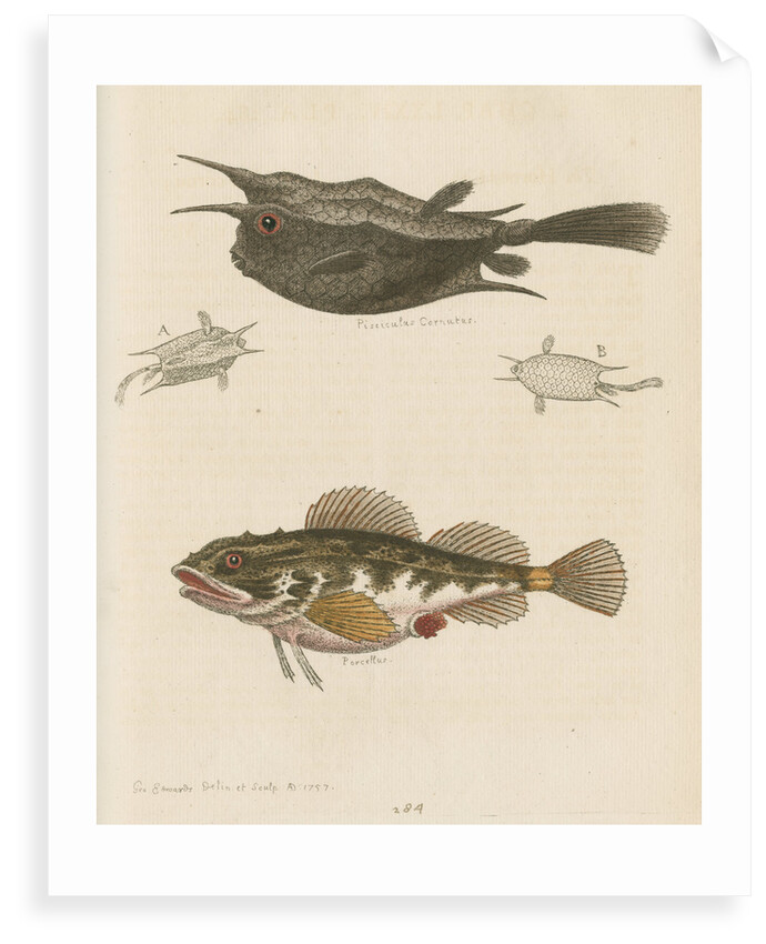'The Horned Fish; and the Sea Scorpion' [Longhorn cowfish and Short-spined sea scorpion] by George Edwards