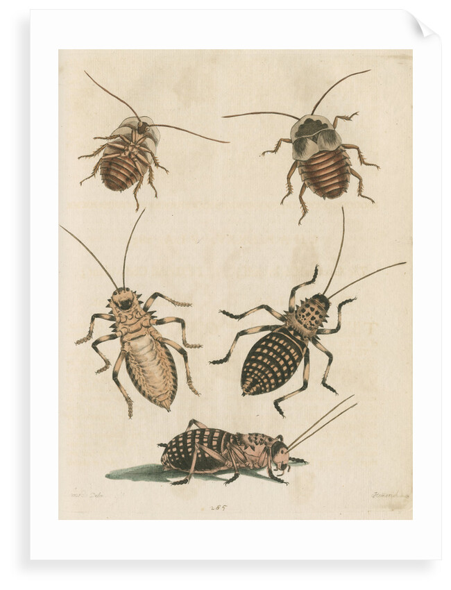 'The Greater Cockroach; and the Whistle Insect' by Cornelius Heinrich Hemerich