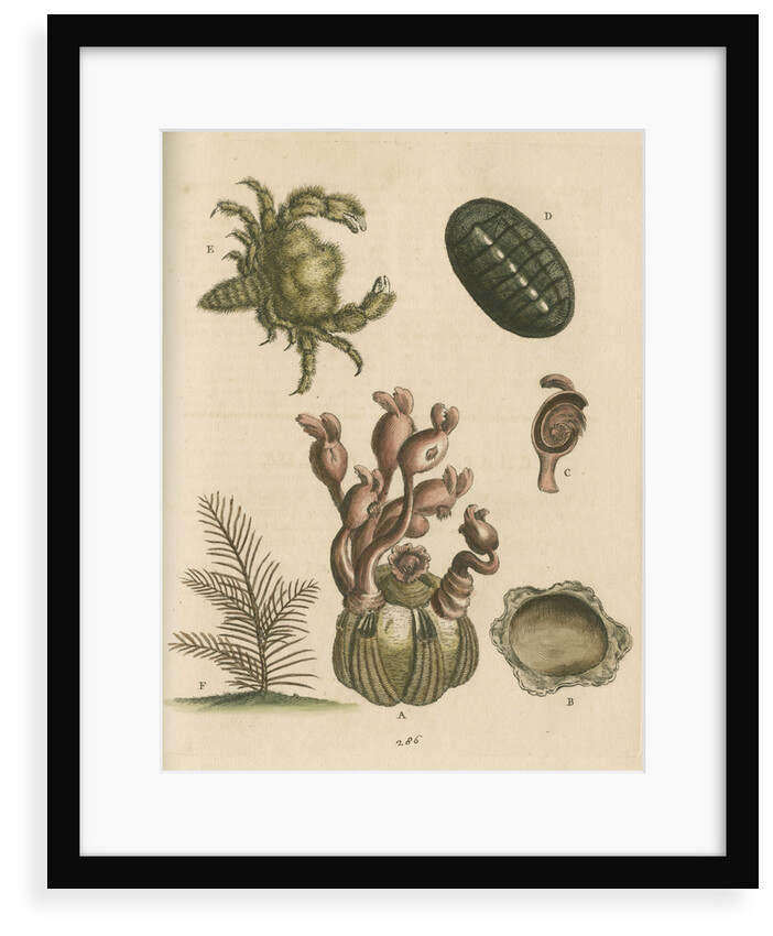 'The Balanus of the Whale with Polypes, the Limax Marina, the Hairy Crab, and the Herringbone Coralline by George Edwards