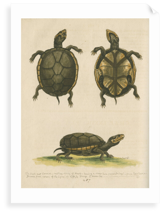 'The small Mud-Tortoise' by George Edwards