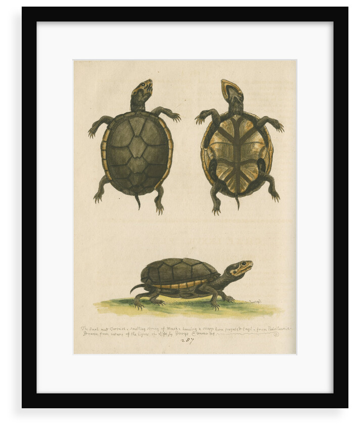 'The small Mud-Tortoise' by George Edwards