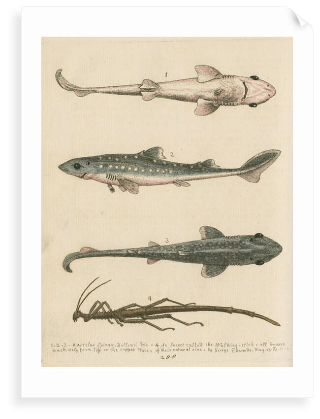 'The Prickled Dog or Hound-Fish, with an Insect called the Walking-Stick' by George Edwards