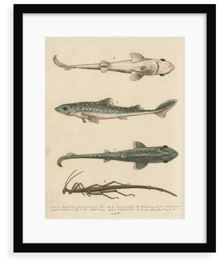'The Prickled Dog or Hound-Fish, with an Insect called the Walking-Stick' by George Edwards