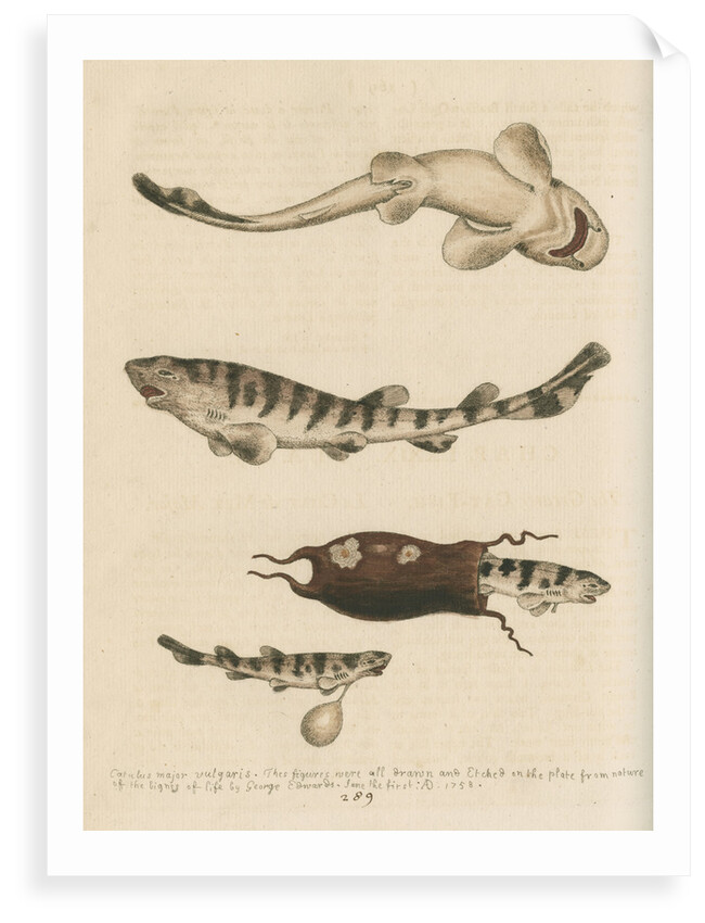 'The Greater Cat-Fish' by George Edwards