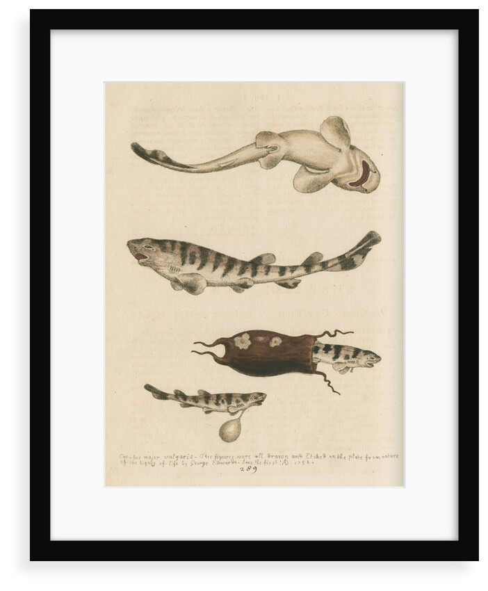 'The Greater Cat-Fish' by George Edwards