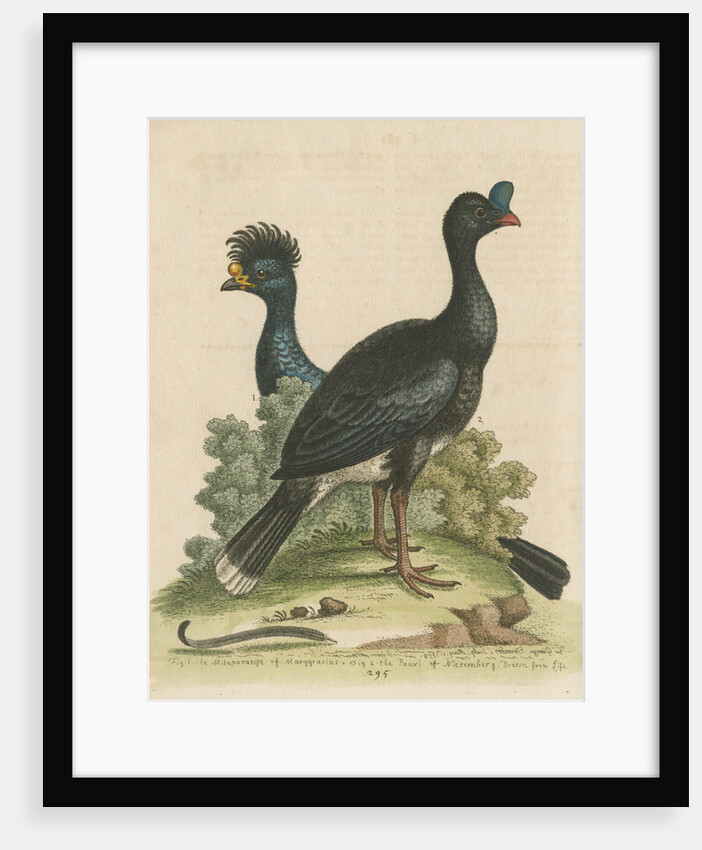 'The Curasso-Bird, and the Cushew-Bird' by George Edwards