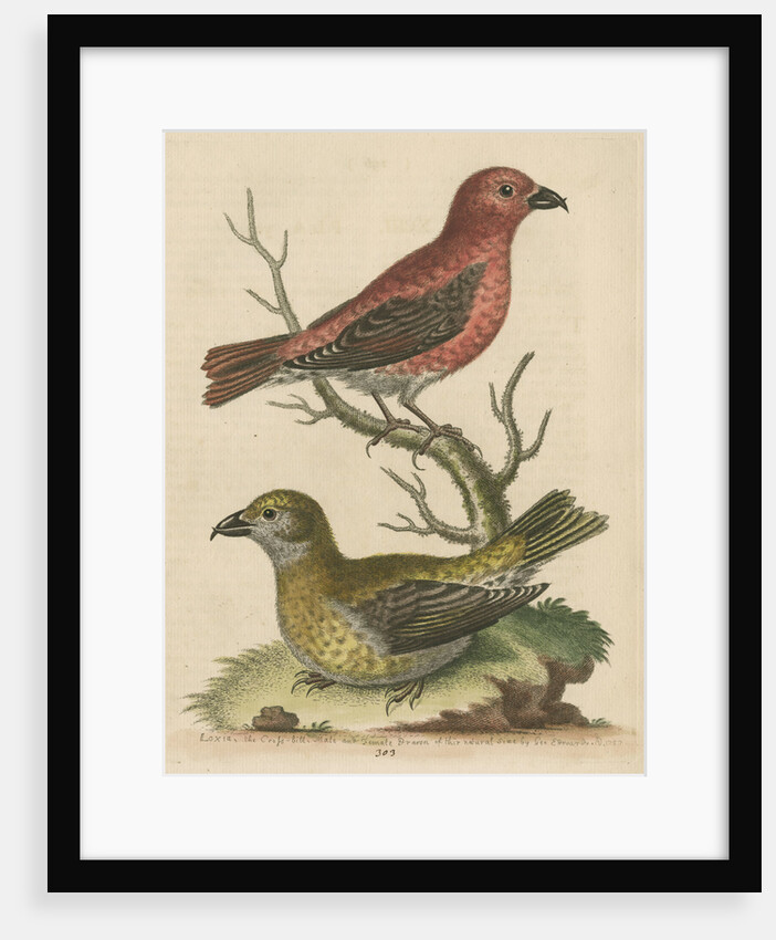 'The Cross-Bills, Cock and Hen' by George Edwards