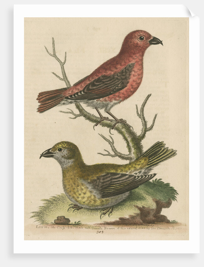 'The Cross-Bills, Cock and Hen' by George Edwards