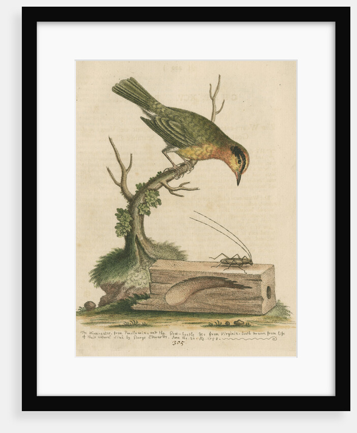 'The Worm-eater, and the Goat-Beetle' by George Edwards