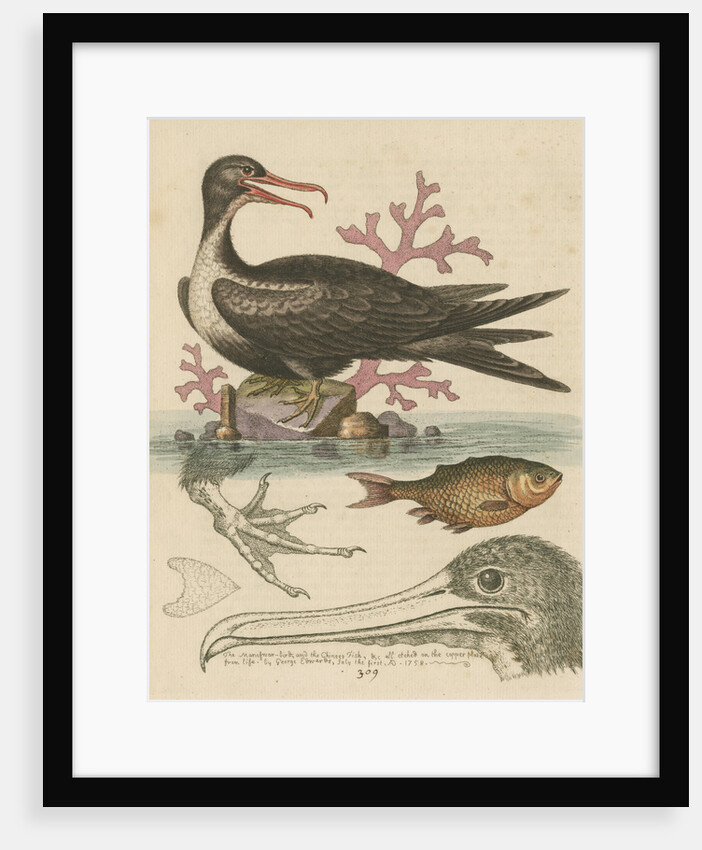 'The Man of War Bird, the Chinese Fish, &c.' by George Edwards