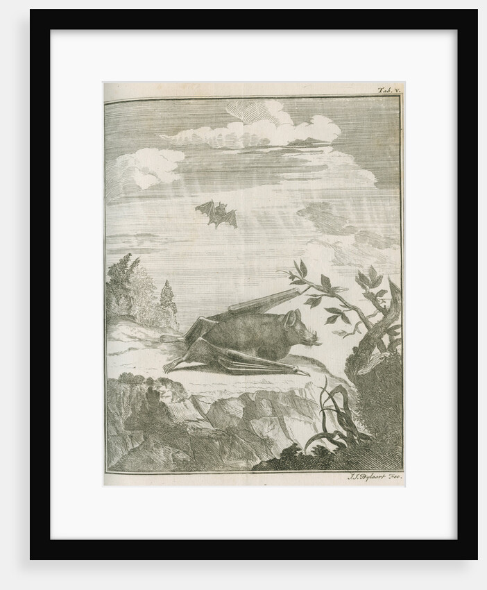 'Vespertilio Soricinus' [Greater spear-nosed bat] by Johann Jacob Bylaert