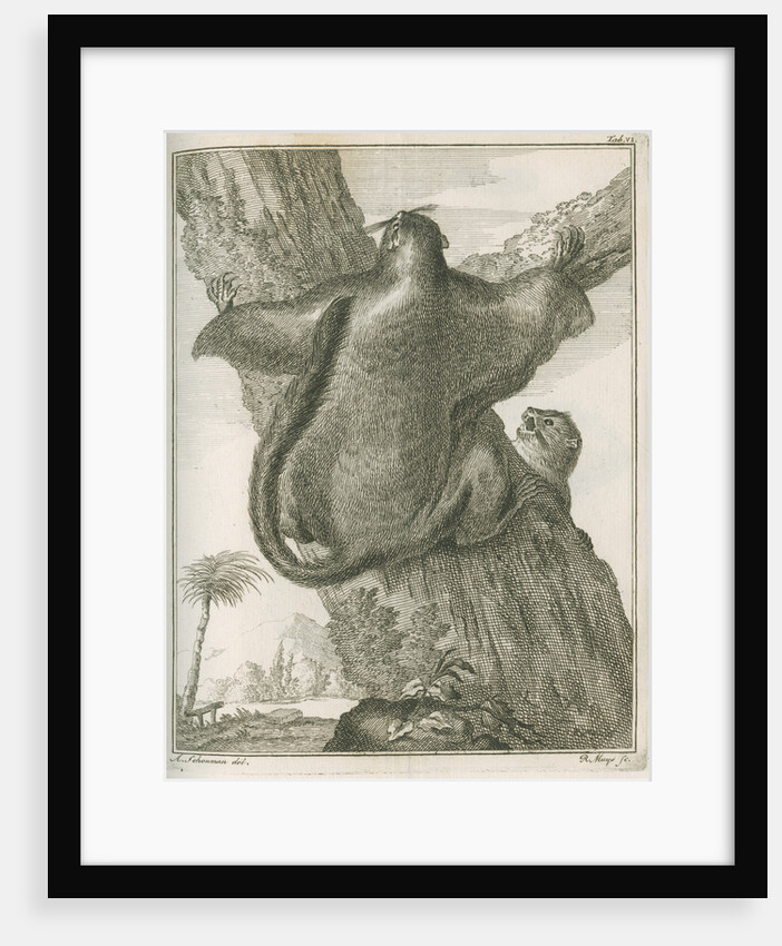 'Sciurus Petaurista' [Red giant flying squirrel] by Robert Muys