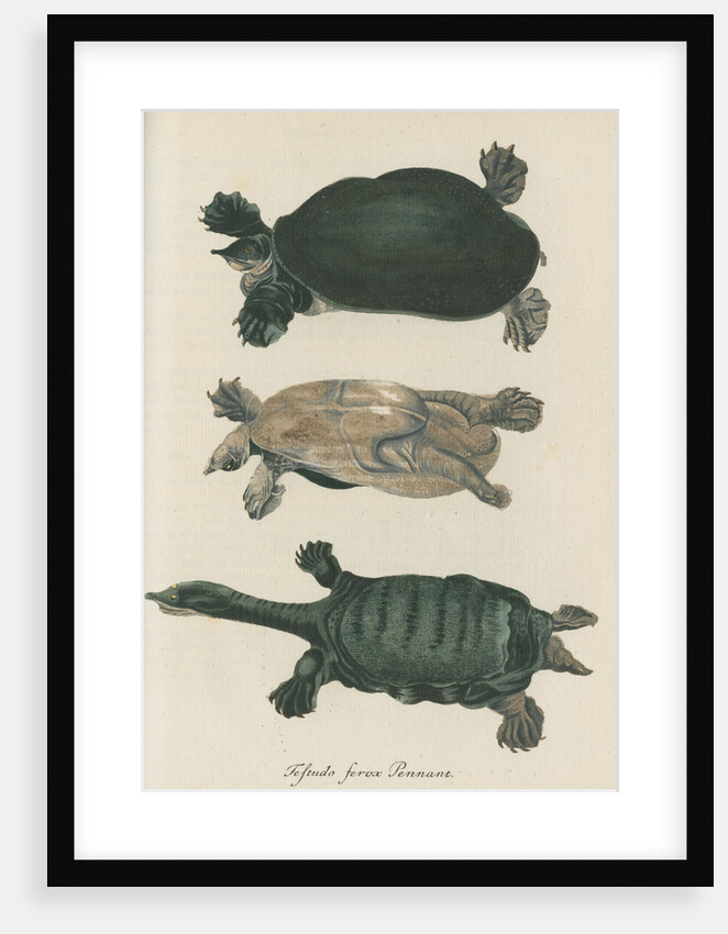 'Testudo ferox' [Florida softshell turtle] by Friedrich Wilhelm Wunder