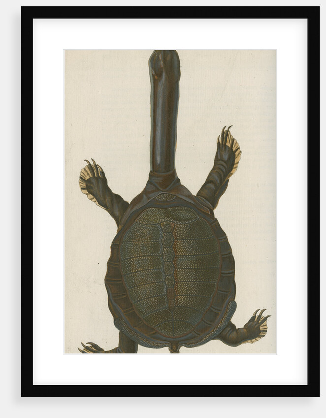 'Testudo granosa' [Indian flapshell turtle] by Johann Friedrich Volckart