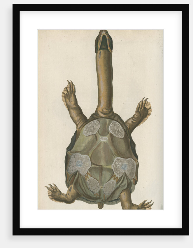 'Testudo granosa' [Indian flapshell turtle] by Johann Friedrich Volckart