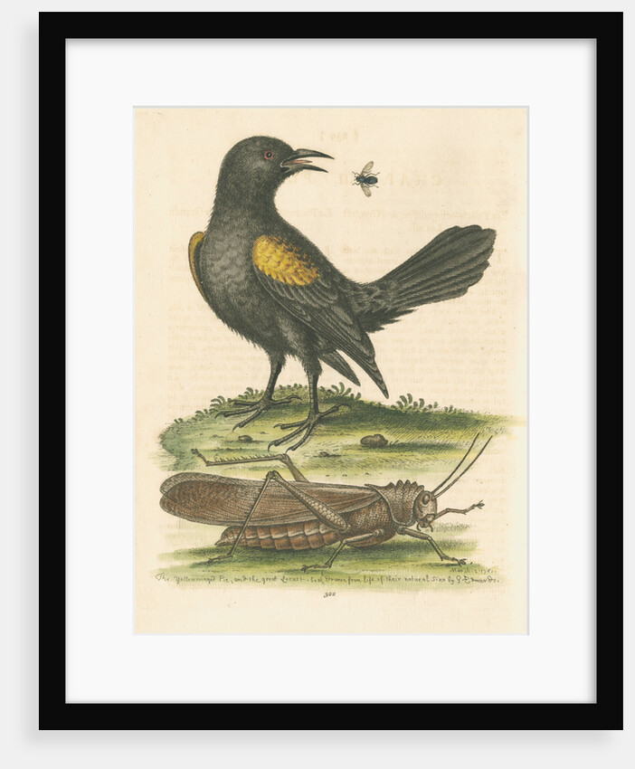 'The Yellow-winged Pye, and Greatest Locust' by George Edwards