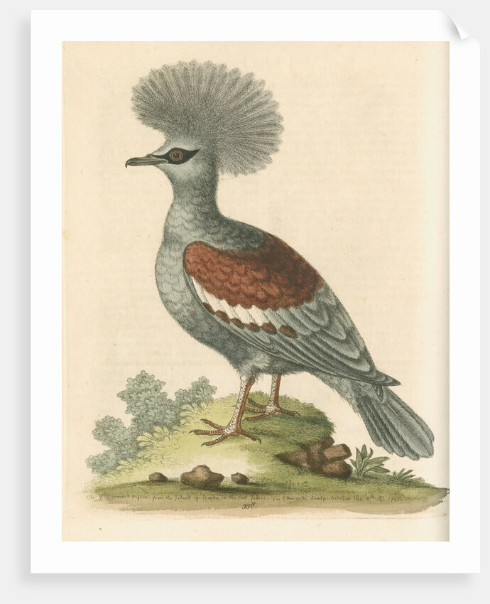 'The Great Crowned Indian Pigeon' by George Edwards