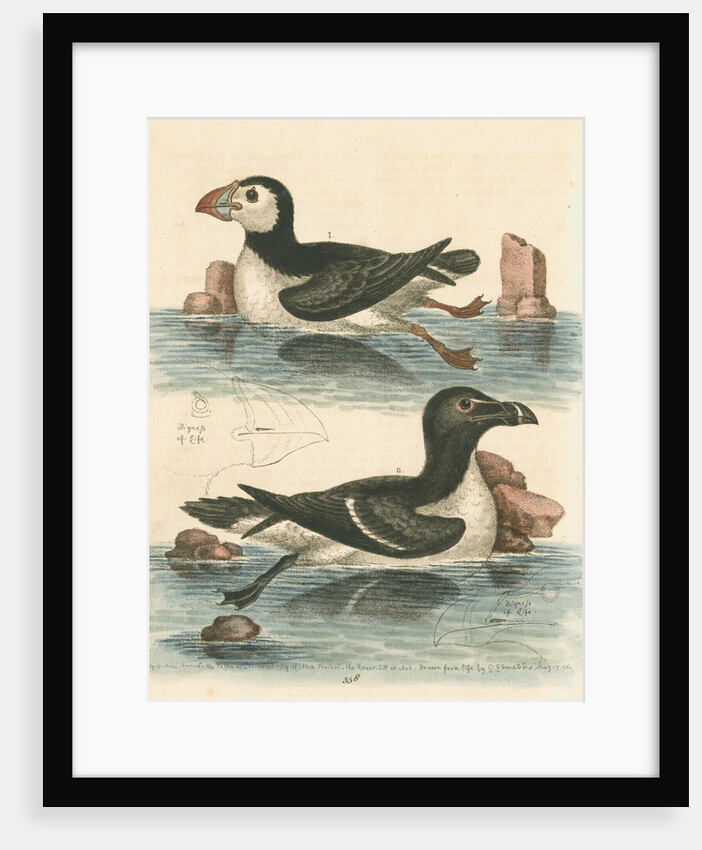 'The Puffin, and the Razor-bill' by George Edwards