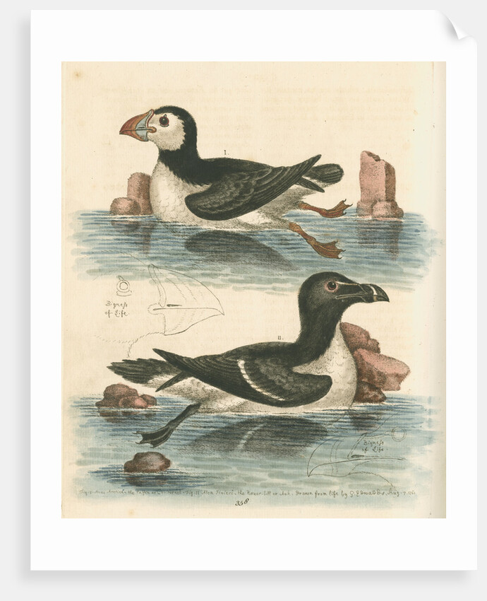 'The Puffin, and the Razor-bill' by George Edwards