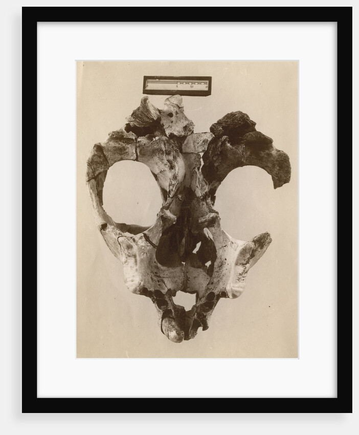 Thylacoleo fossil skull by Anonymous